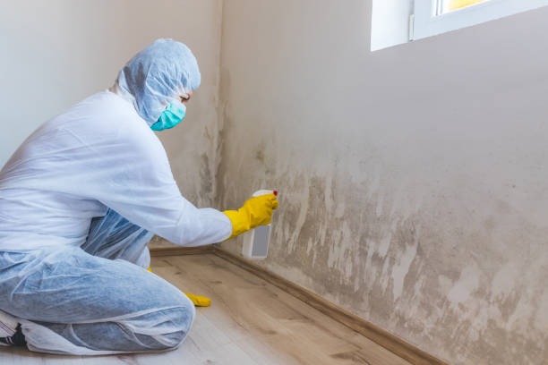 Licensed Basement Mold Remediation service in Rutherford, TN - 24 Hour Mold Removal