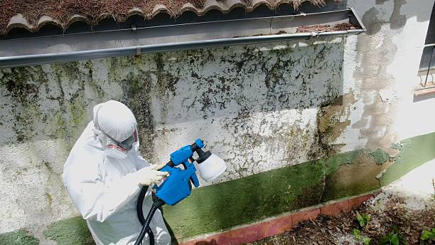 Top rated local Basement Mold Remediation specialists in Rutherford, TN